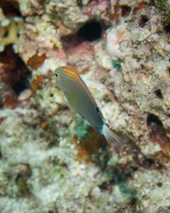 Pomacentrus bankanensis