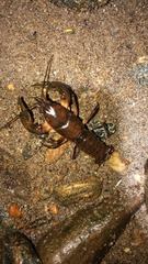 Cambarus bartonii cavatus
