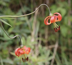 Lilium occidentale