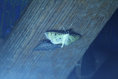 Herpetogramma fluctuosalis