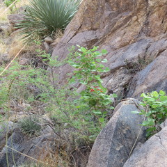 Erythrina flabelliformis