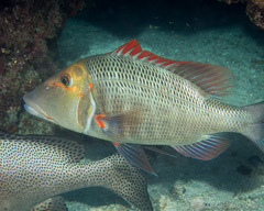 Lethrinus miniatus
