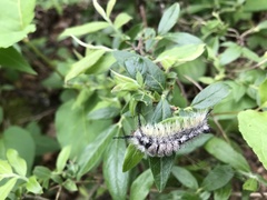 Dasychira dorsipennata