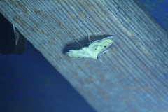 Herpetogramma fluctuosalis