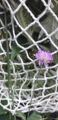 Knautia arvensis