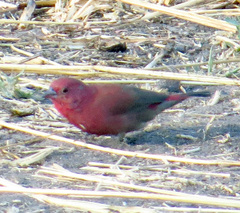 Lagonosticta rhodopareia