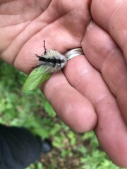 Dasychira dorsipennata