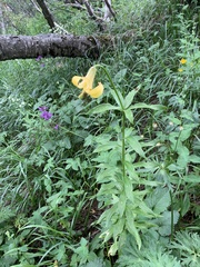 Lilium monadelphum