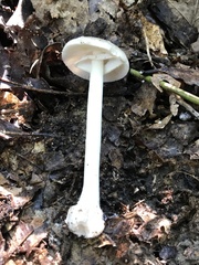 Amanita solaniolens