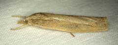 Thopeutis forbesellus