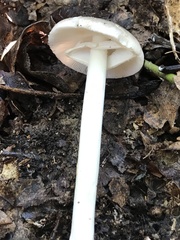 Amanita solaniolens