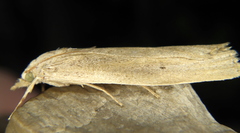 Thopeutis forbesellus