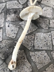 Amanita solaniolens