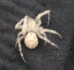 Larinioides