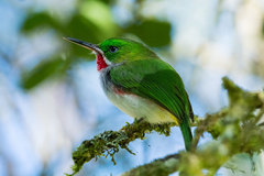 Todus angustirostris