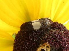 Epiblema tripartitana