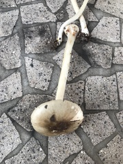Amanita solaniolens