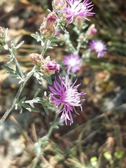 Centaurea paniculata