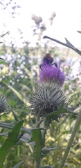 Cirsium vulgare