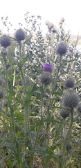 Cirsium vulgare