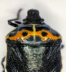 Cosmopepla conspicillaris