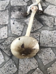 Amanita solaniolens
