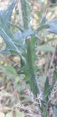 Cirsium vulgare