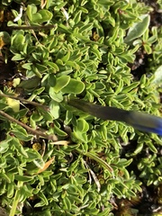 Gentiana brachyphylla