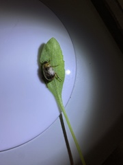 Exomala orientalis
