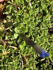 Gentiana brachyphylla