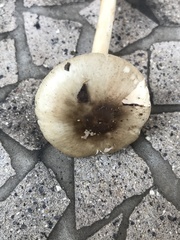 Amanita solaniolens