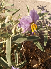 Solanum elaeagnifolium