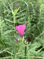 Linum hypericifolium