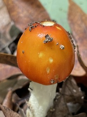 Amanita parcivolvata
