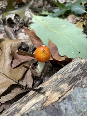Amanita parcivolvata