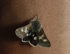 Schinia suetus