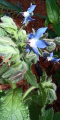 Borago