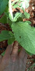 Borago