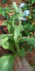 Borago
