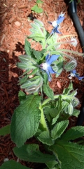 Borago