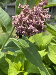 Bombus affinis