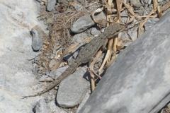 Mediodactylus oertzeni