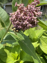 Bombus affinis