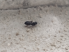 Camponotus vagus