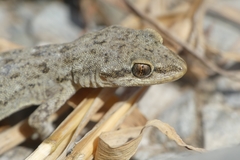 Mediodactylus oertzeni