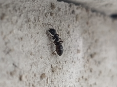 Camponotus vagus