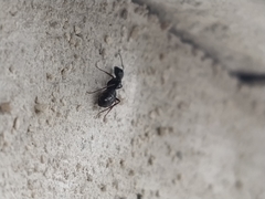 Camponotus vagus
