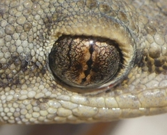 Mediodactylus oertzeni