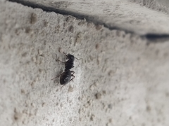 Camponotus vagus