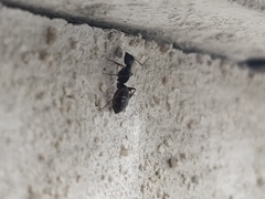 Camponotus vagus